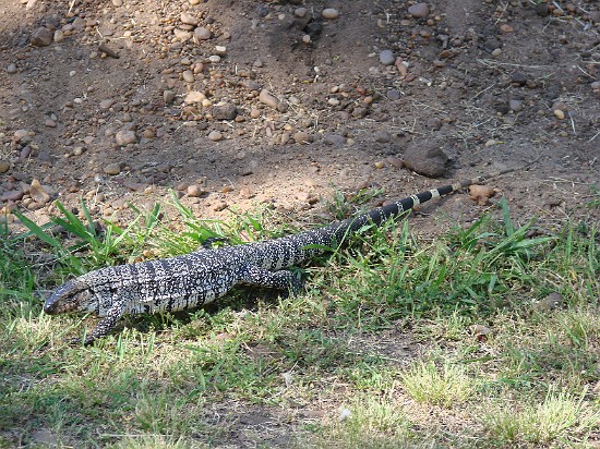 4-Parque el palmar-lezard overo.jpg